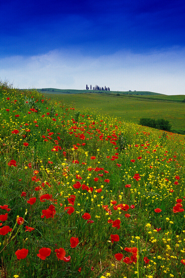 Flower meadow with poppies, Val d´Orcia, Tuscany, Italy, Europe