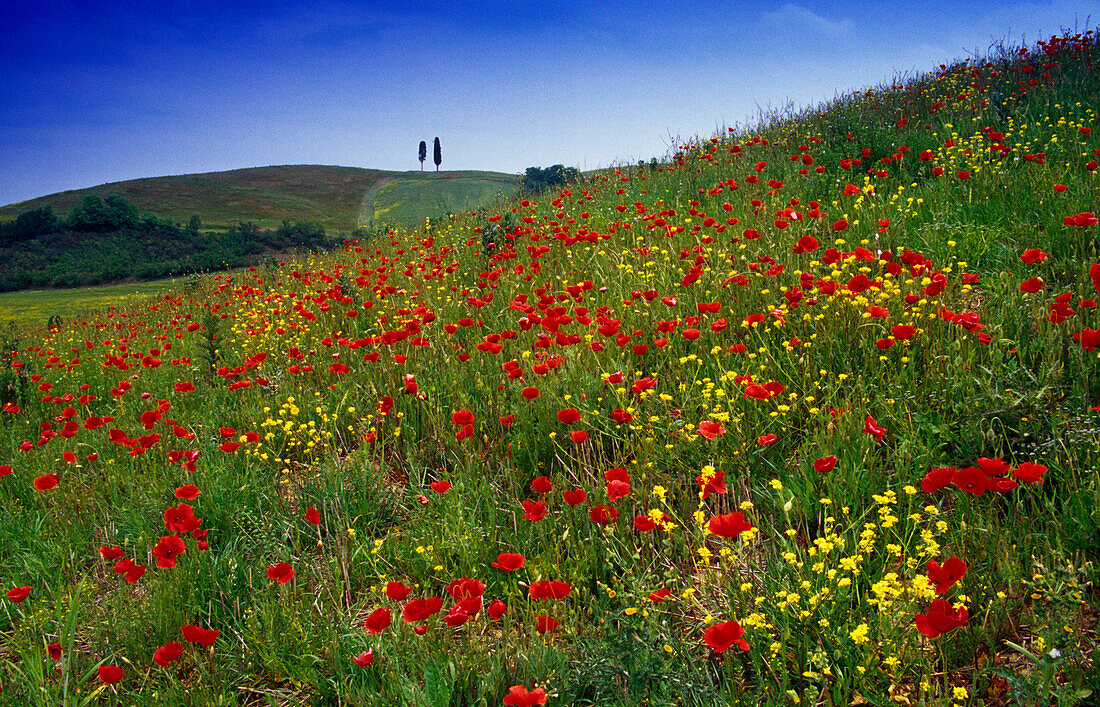 Blumenwiese mit Mohn unter blauem Himmel, Val d'Orcia, Toskana, Italien, Europa