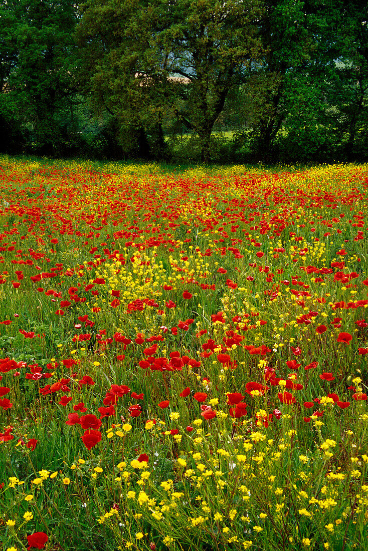 Flower meadow with poppies, Val d´Orcia, Tuscany, Italy, Europe