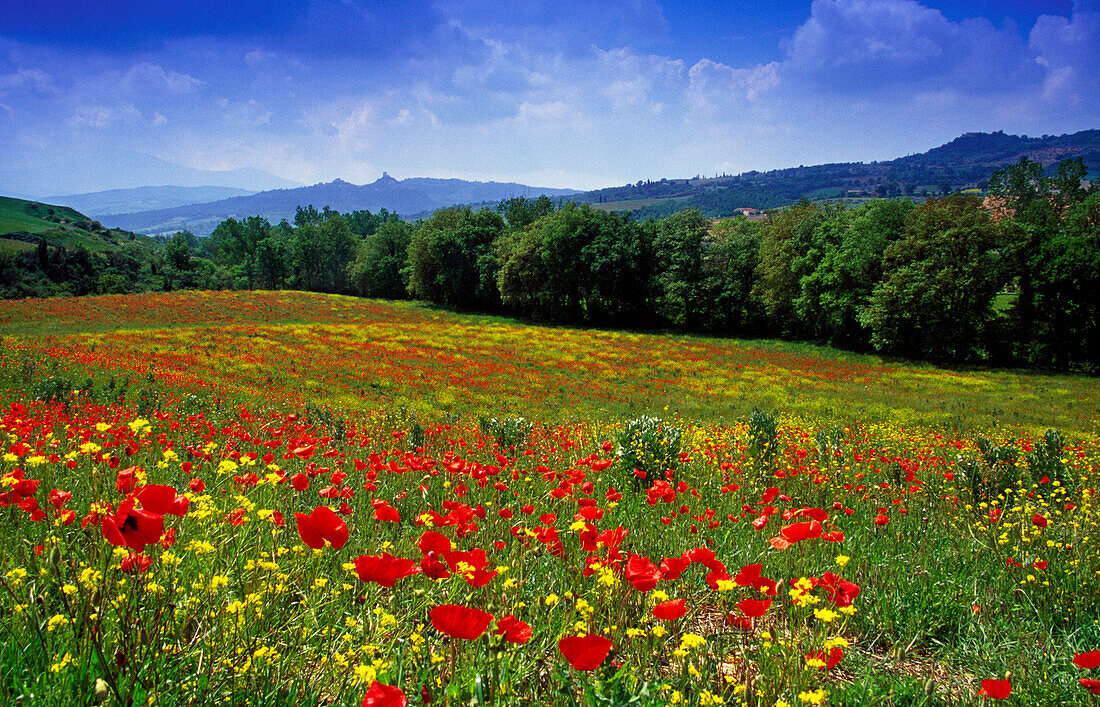 Flower meadow with poppies under blue sky, view to Castiglione d´Orcia, Val d´Orcia, Tuscany, Italy, Europe