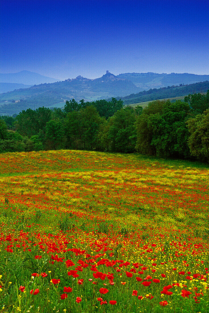 Flower meadow with poppies under blue sky, view to Castiglione d´Orcia, Val d´Orcia, Tuscany, Italy, Europe