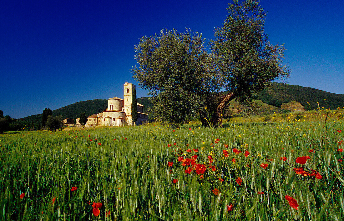 Die Abtei San Antimo unter blauem Himmel, Toskana, Italien, Europa