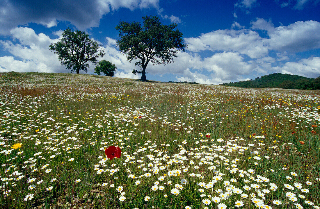 Flower meadow under clouded sky, Tuscany, Italy, Europe