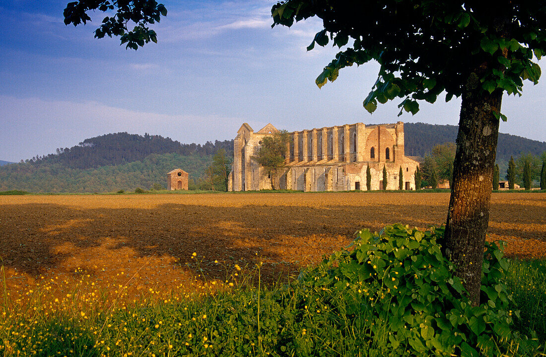 Blick auf die Ruine der Zisterzienserabtei San Galgano, Toskana, Italien, Europa