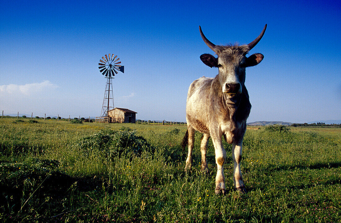 Maremma Stier auf der Weide im Sonnenlicht, Maremma, Toskana, Italien, Europa