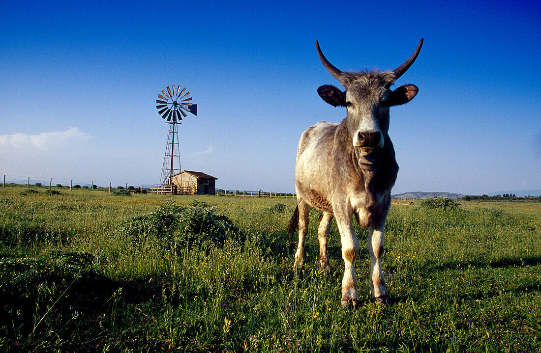 Maremma bull out at feed in the sunlight, Maremma, Tuscany, Italy, Europe