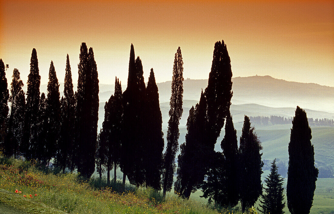 Landschaft mit Zypressen am Abend, Toskana, Italien, Europa