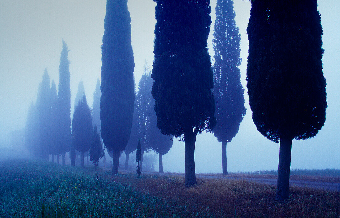 Zypressenallee im Nebel, Val d'Orcia, Toskana, Italien, Europa