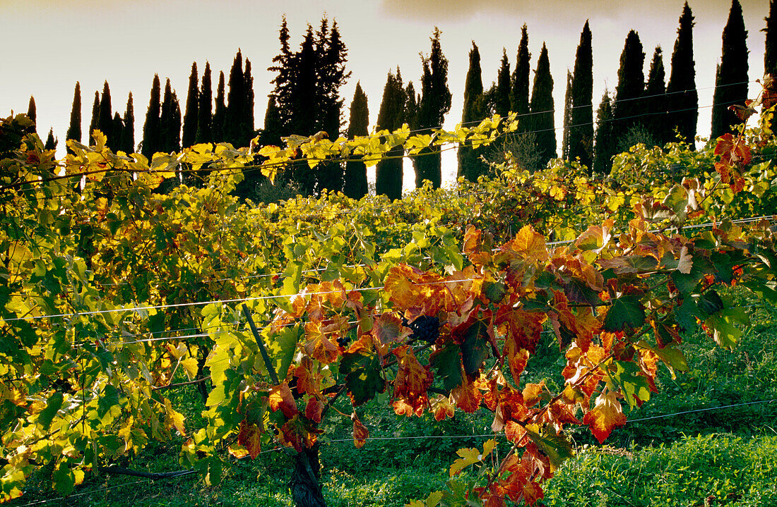 Weinreben und Zypressen, Chianti Region, Toskana, Italien, Europa