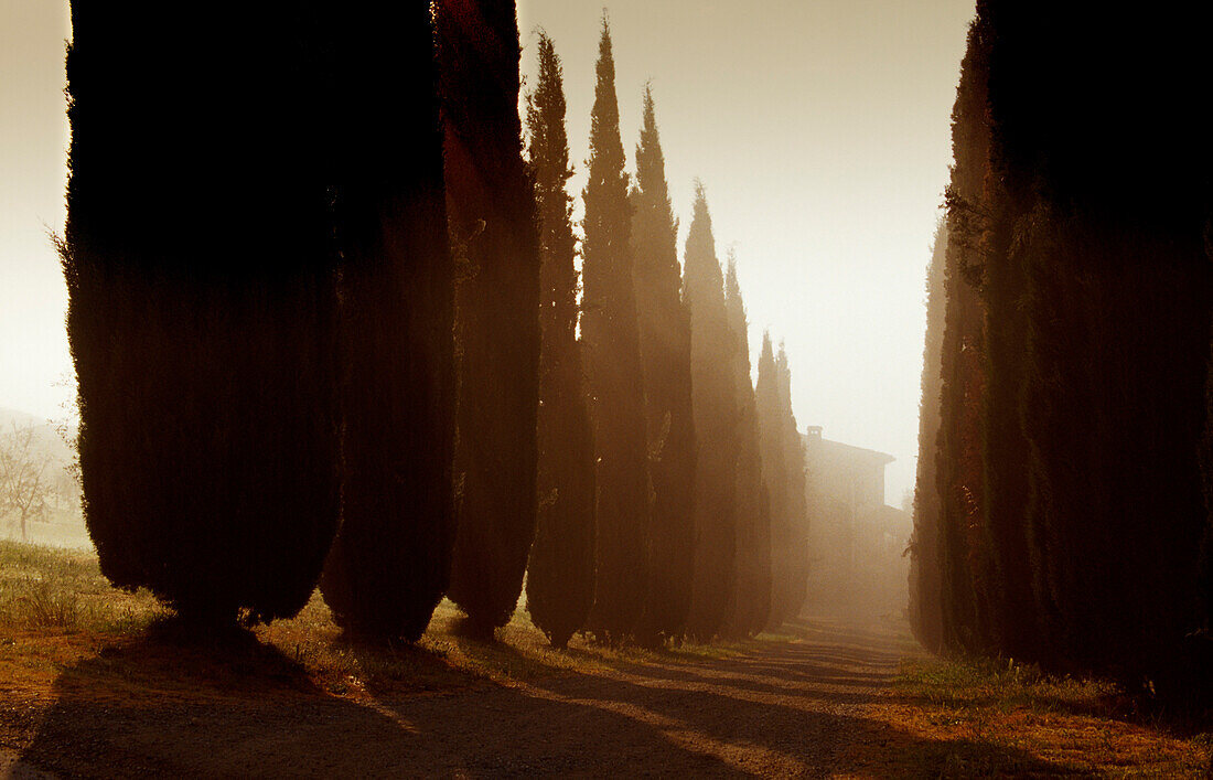 Cypress alley in the morning mist, Val d'Orcia, Tuscany, Italy, Europe