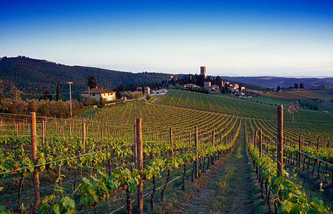 Vineyard under blue sky, Chianti region, Tuscany, Italy, Europe