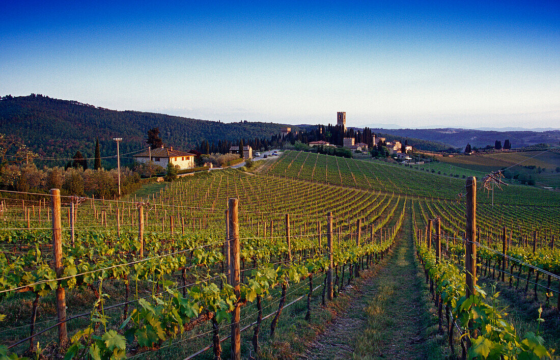 Weinberg unter blauem Himmel, Chianti Region, Toskana, Italien, Europa