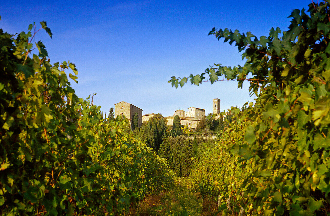 Blick durch Weinreben auf das Weindorf Castello di Volpaia, Chianti Region, Toskana, Italien, Europa