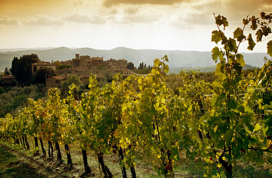 Weinreben vor dem Weindorf Castello di Volpaia bei Sonnenaufgang, Chianti Region, Toskana, Italien, Europa