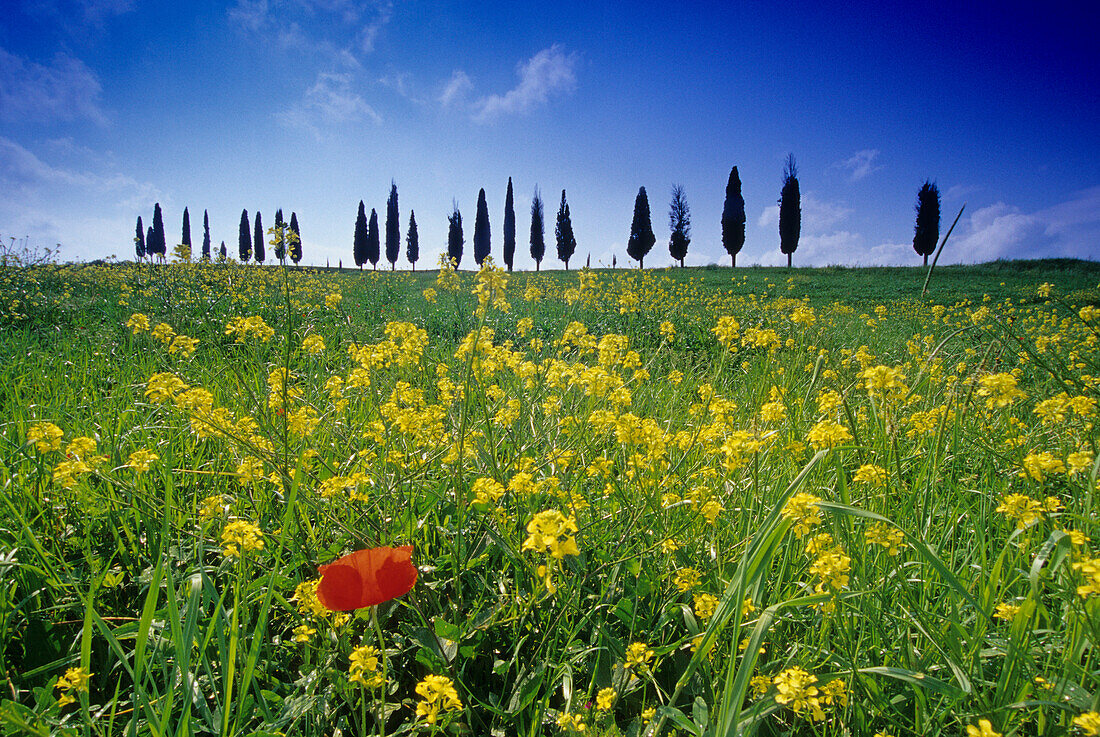 Yellow flowers and poppy in front of cypress alley, Val d'Orcia, Tuscany, Italy, Europe