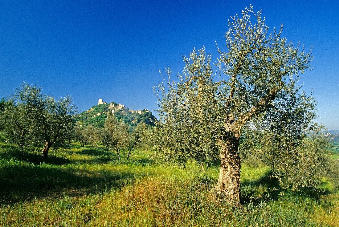 Blick auf das Dorf Castiglione d'Orcia unter blauem Himmel, Val d'Orcia, Toskana, Italien, Europa