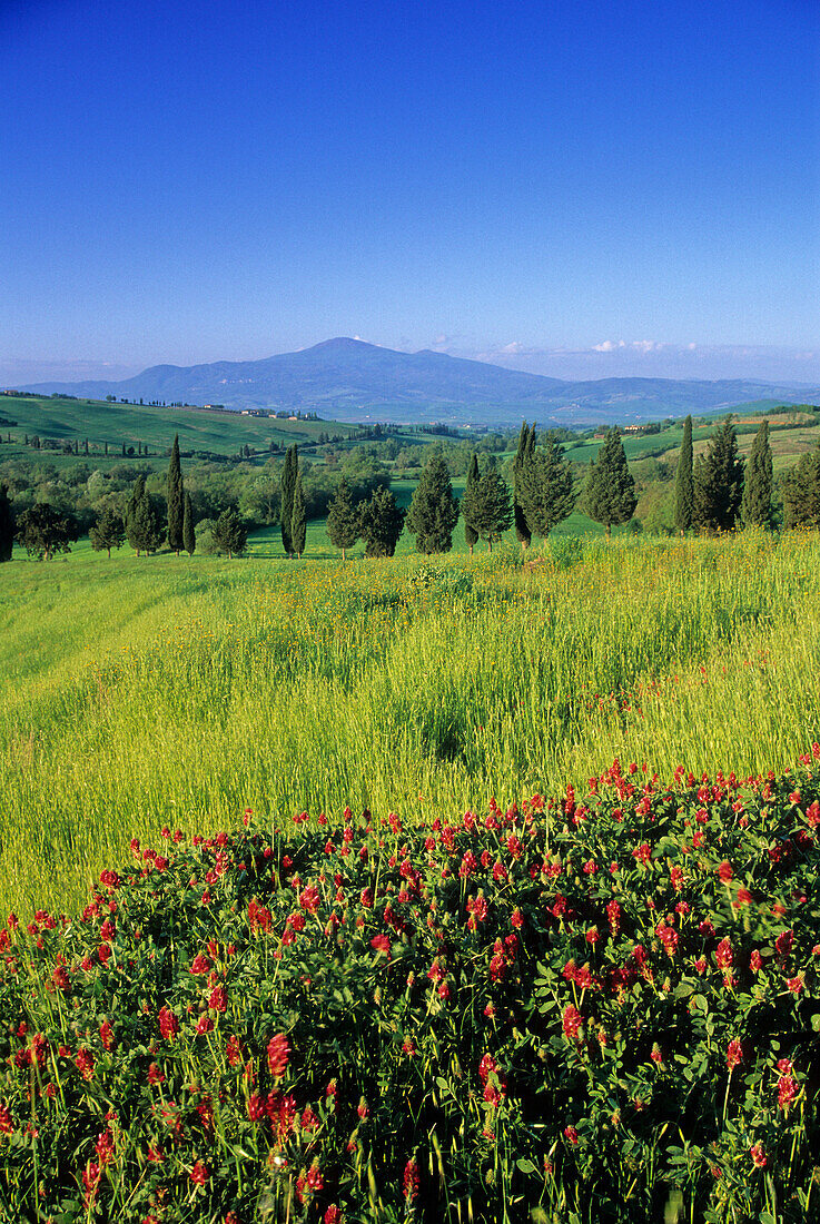 Landschaft im Val d'Orcia unter blauem Himmel, Blick zum Monte Amiata, Toskana, Italien, Europa