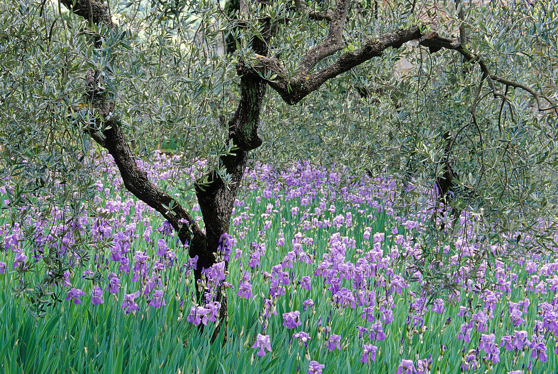 Schwertlilien unter einem Olivenbaum, Chianti Region, Toskana, Italien, Europa