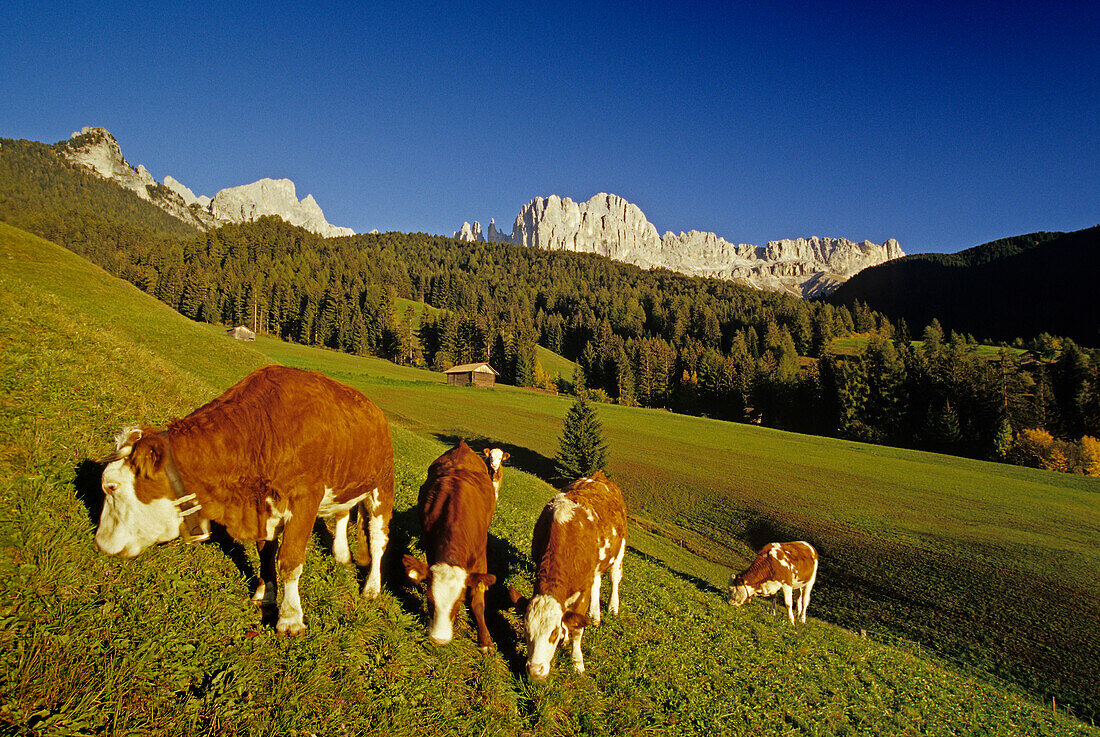 Cows grazing in a meadow, View towards Cima Catinaccio, Dolomite Alps, South Tyrol, Italy
