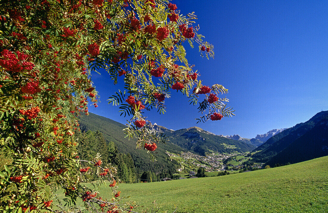 Rowan tree, Mountain ash, view from Val Gardena to Ortisei, Dolomite Alps, South Tyrol, Italy