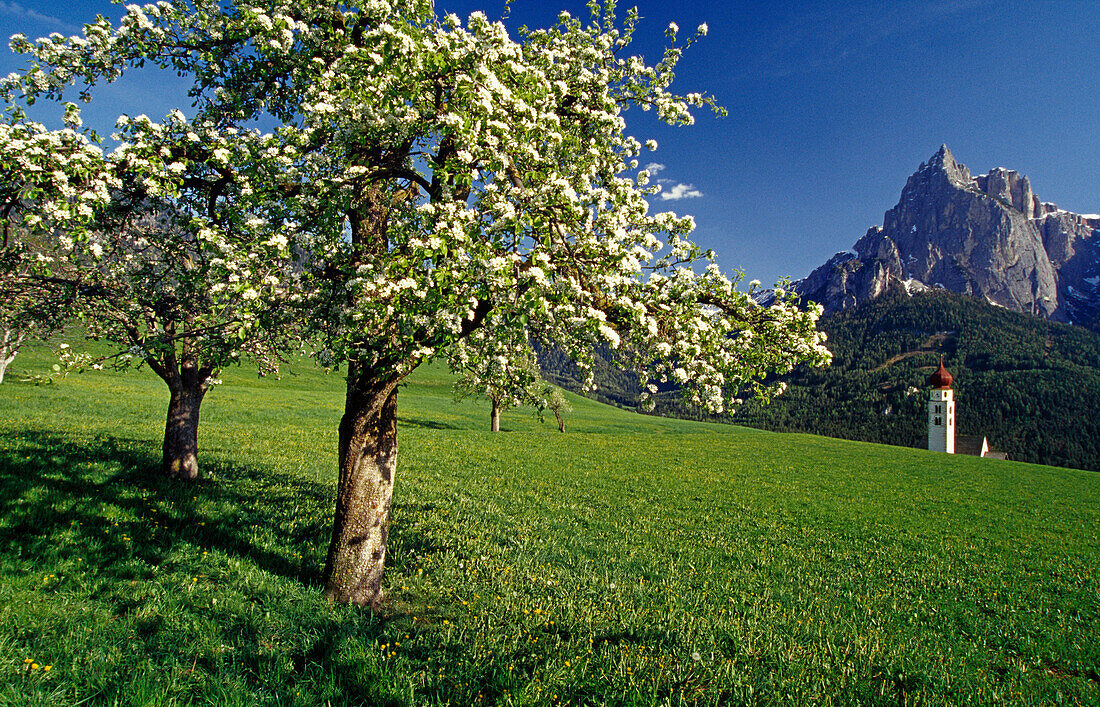 Apfelblüte, Kapelle St. Valentin, Blick zum Schlern-Massiv, Dolomiten, Südtirol, Italien
