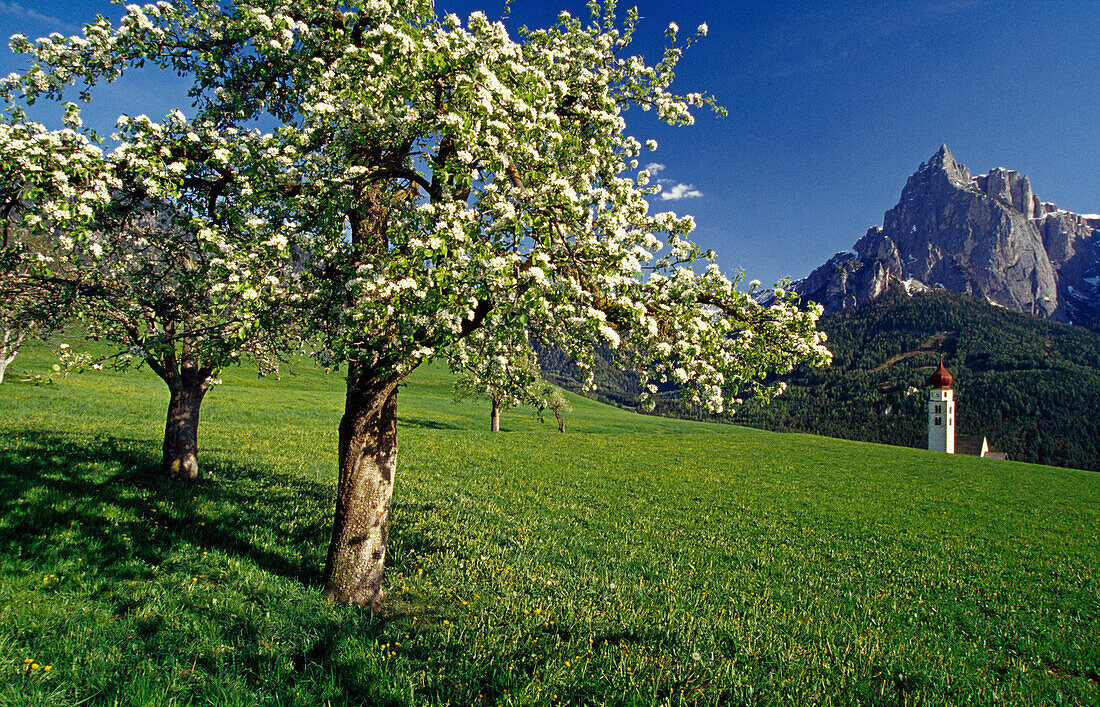 Apple blossom, San Valentino, view to Monte Sciliar, Dolomite Alps, South Tyrol, Italy