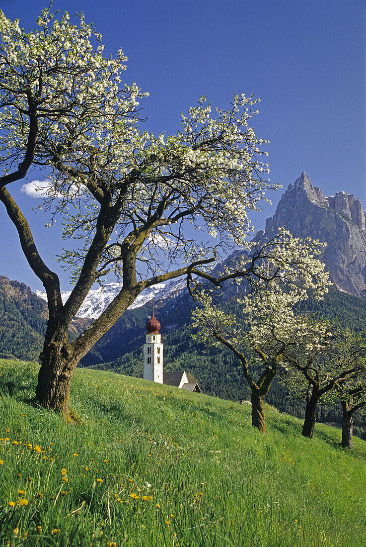 Apfelblüte, Kapelle St. Valentin, Blick zum Schlern-Massiv, Dolomiten, Südtirol, Italien