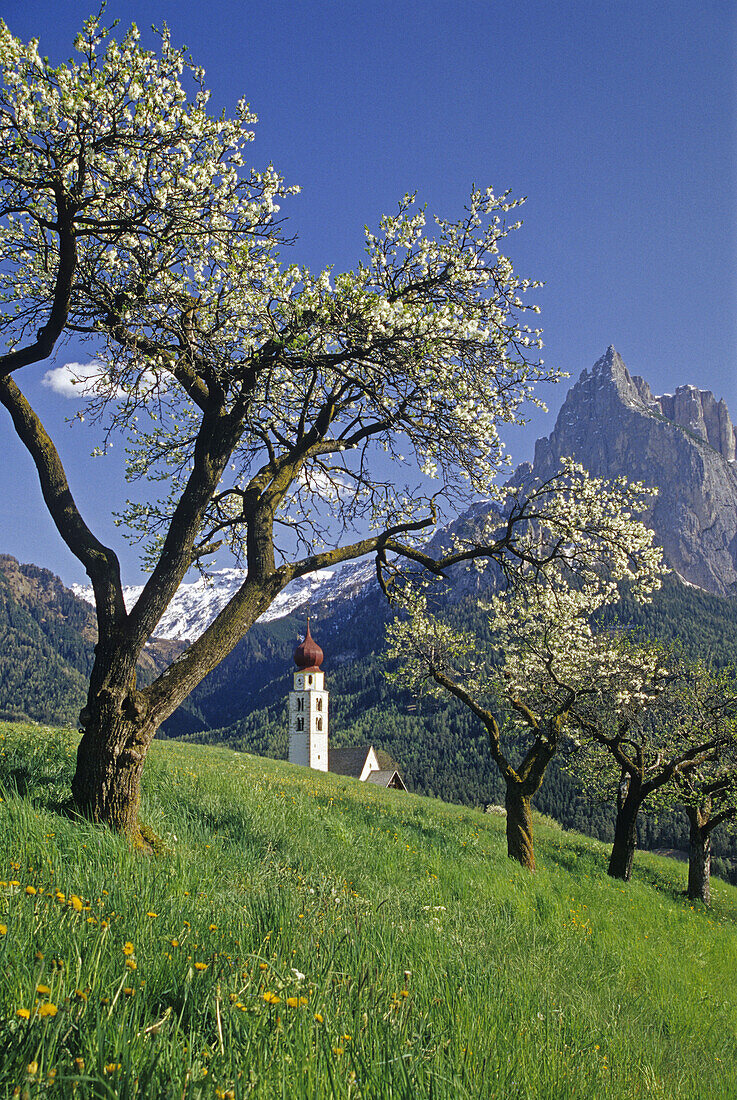 Apple blossom, San Valentino, view to Monte Sciliar, Dolomite Alps, South Tyrol, Italy