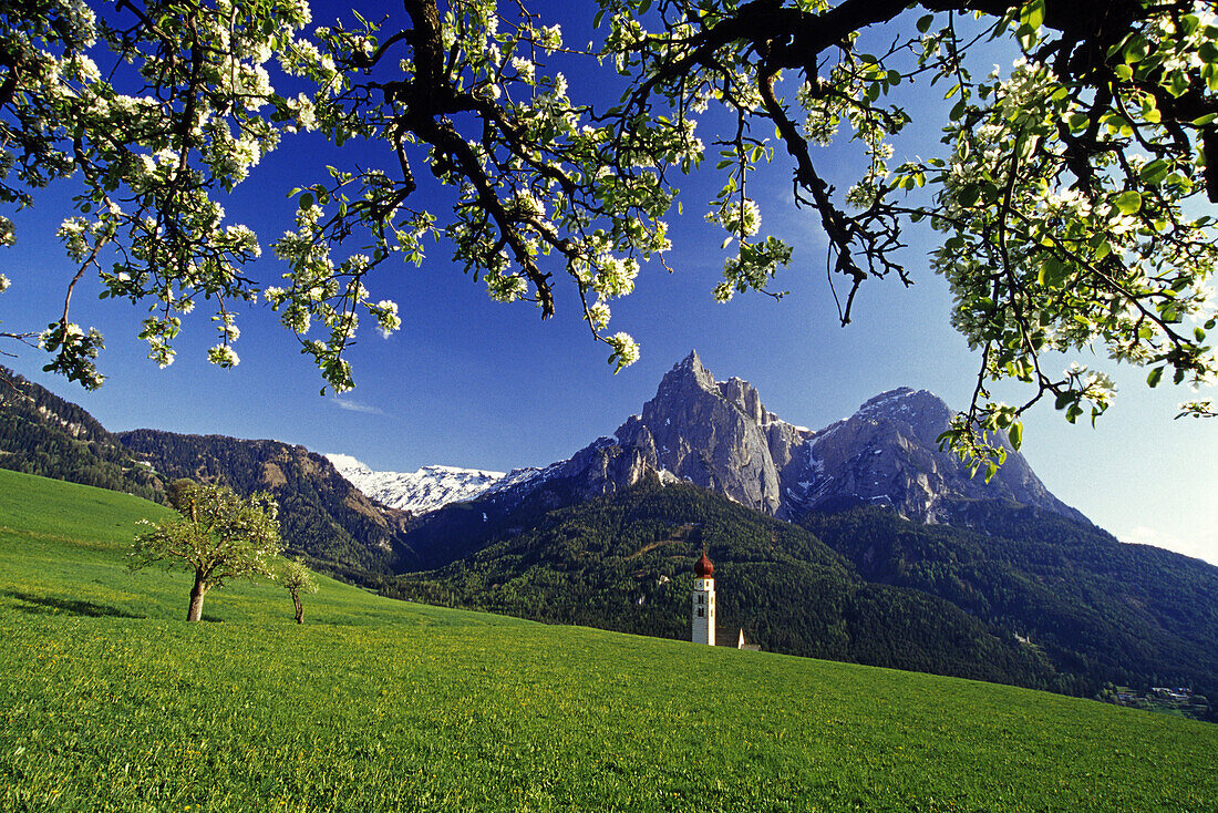 Apfelblüte, Kapelle St. Valentin, Blick zum Schlern-Massiv, Dolomiten, Südtirol, Italien