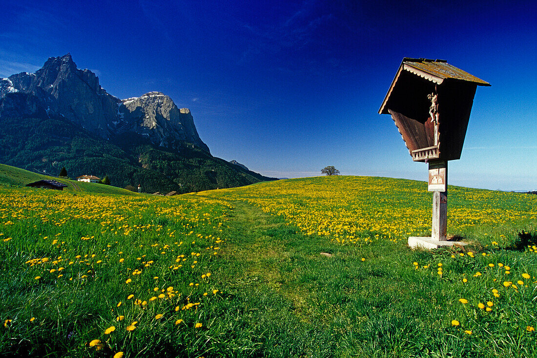 Wayside cross with dandelions, view to Monte Sciliar, Dolomite Alps, South Tyrol, Italy