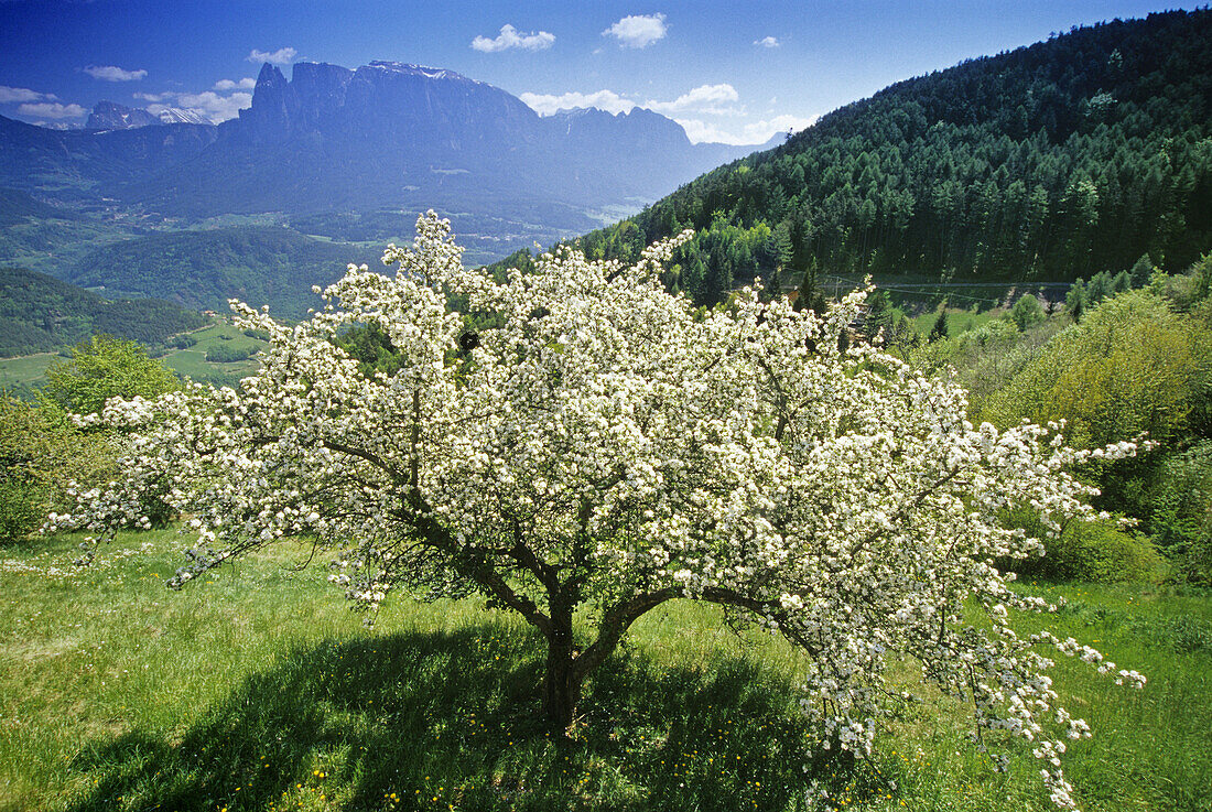 Apfelbaum, Blick zum Schlern Massiv, Dolomiten, Südtirol, Italien