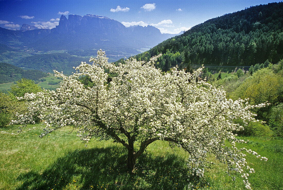 Apple blossom, view to Monte Sciliar, Dolomite Alps, South Tyrol, Italy