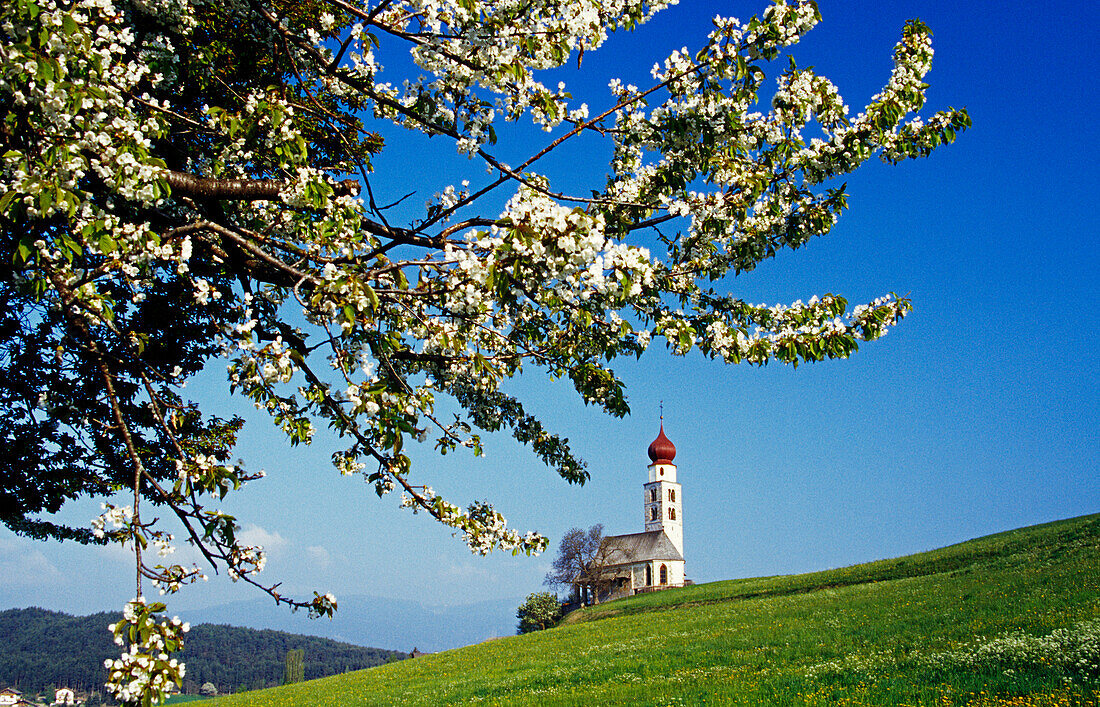 Cherry blossom, Chapel San Valentino in the background, Siusi allo Sciliar, Dolomite Alps, South Tyrol, Italy