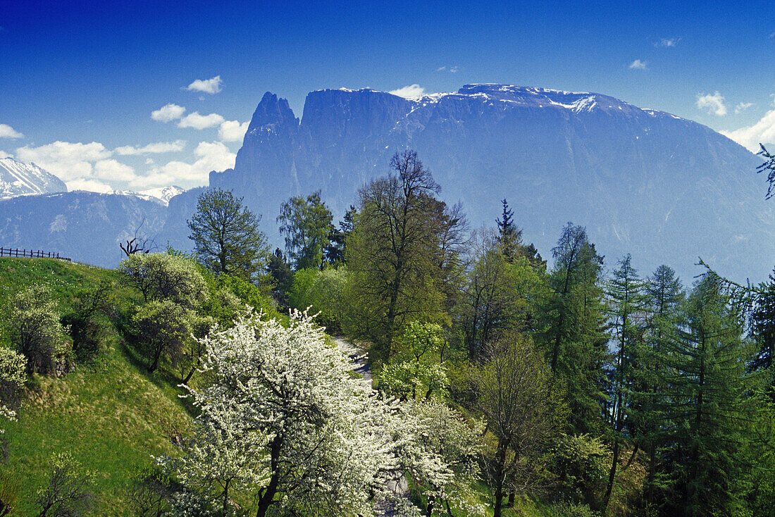 Obstblüte, Blick zum Schlern Massiv, Dolomiten, Südtirol, Italien