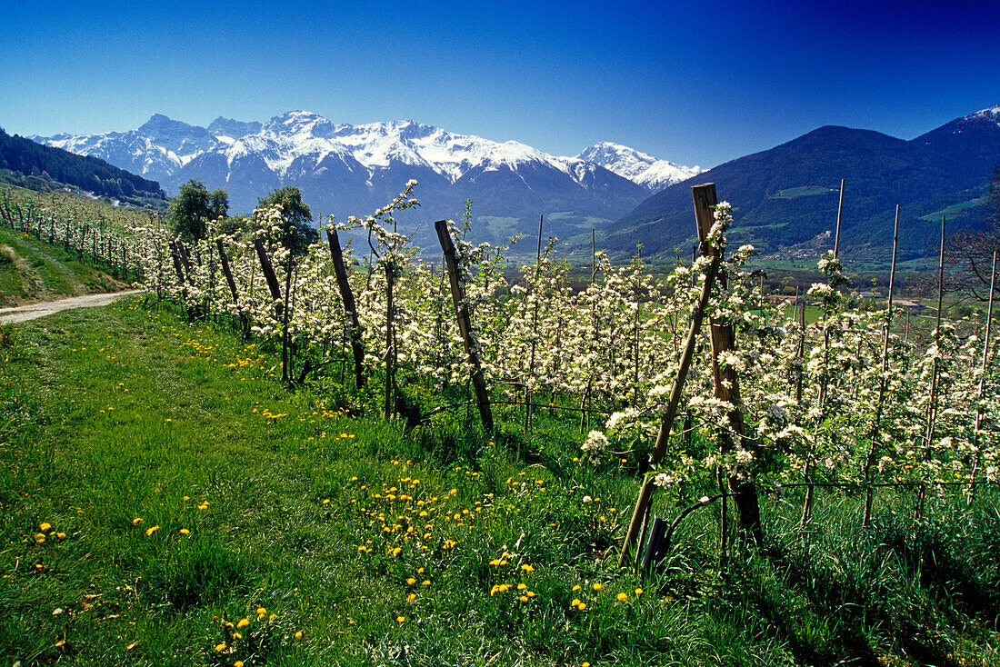 Apfelblüte, Blick zur Ortlergruppe, Ortler Alpen, Dolomiten, Südtirol, Italien