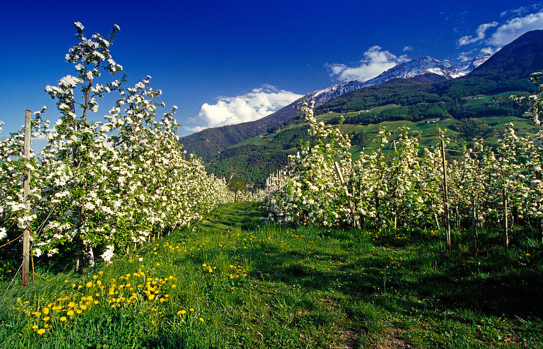 Apfelblüte im Etschtal, Vinschgau, Dolomiten, Südtirol, Italien