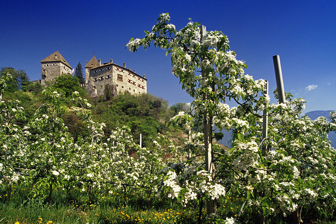 Apfelblüte, Wehrburg, bei Prissian, Etschtal, Dolomiten, Südtirol, Italien