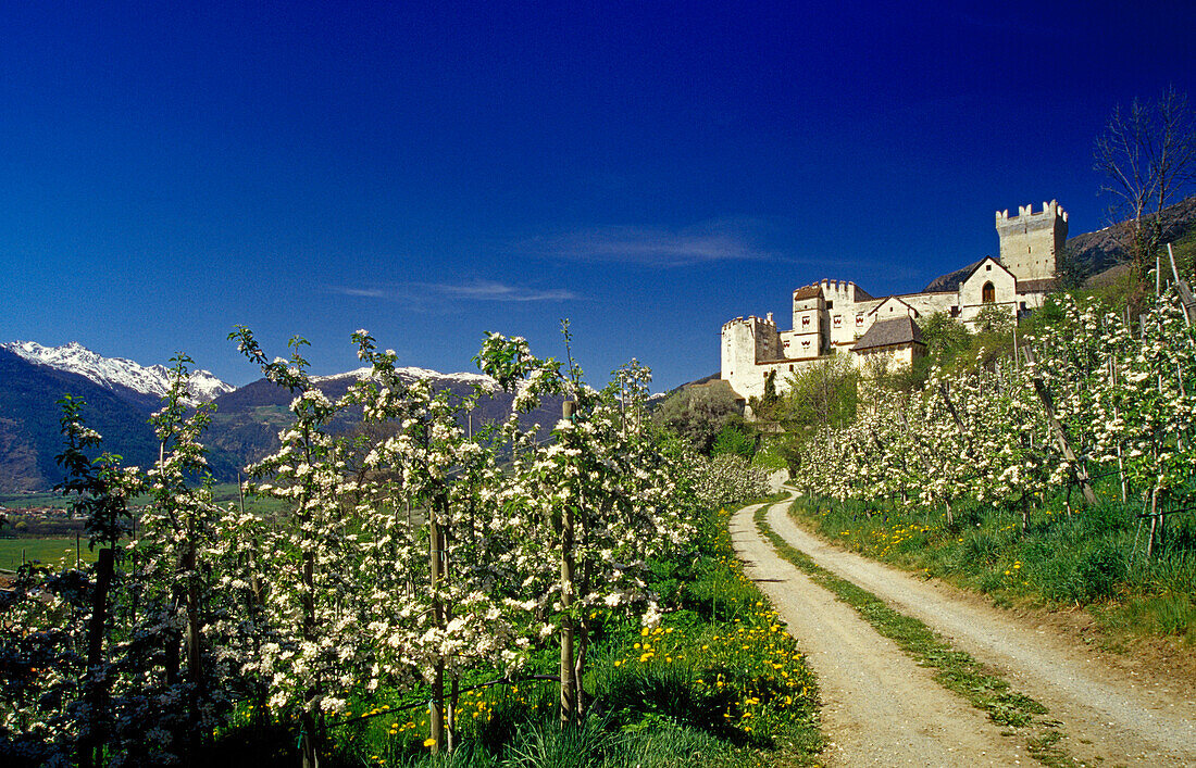 Apfelblüte, Schloss Churburg, bei Schluderns, Vinschgau, Dolomiten, Südtirol. Italien