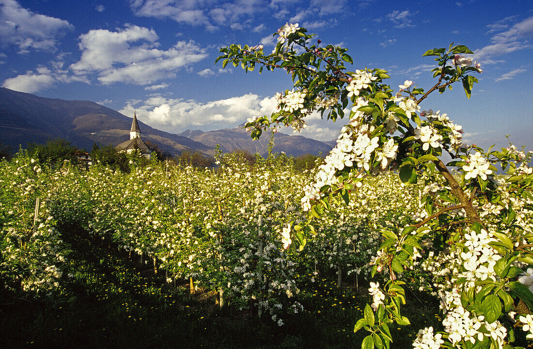 Apple blossom, pilgrimage church Madonna di Lourdes, Val Venosta, Dolomite Alps, South Tyrol, Italy
