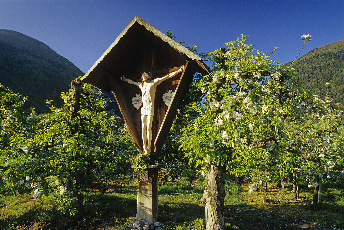 Marterl und Apfelbäume im Vinschgau, Dolomiten, Südtirol, Italien