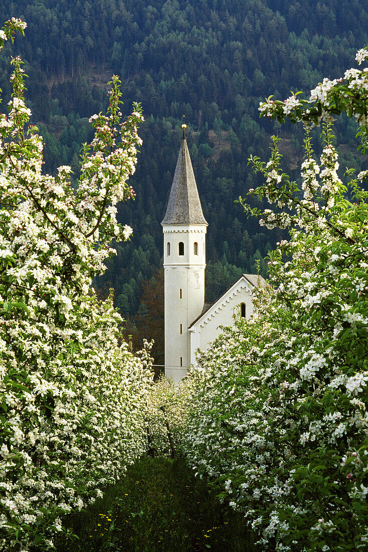 Apfelblüte, Wallfahrtskirche Madonna di Lourdes, Vinschgau, Dolomiten, Südtirol, Italien