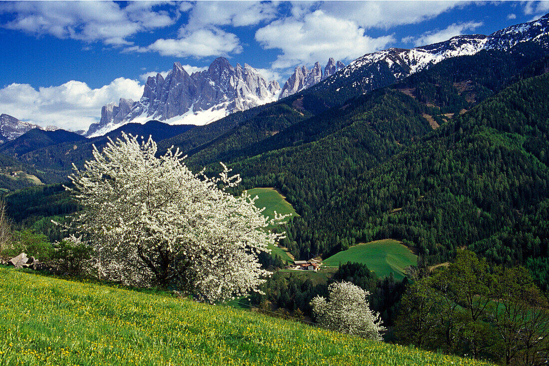 Cherry blossom, view to Le Odle, Val di Funes, Dolomite Alps, South Tyrol, Italy