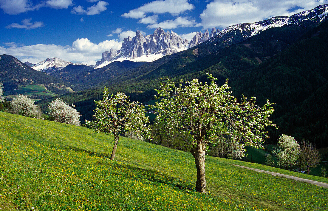 Apfelbäume, Blick zu den Geisler Spitzen, Villnößtal, Dolomiten, Südtirol, Italien