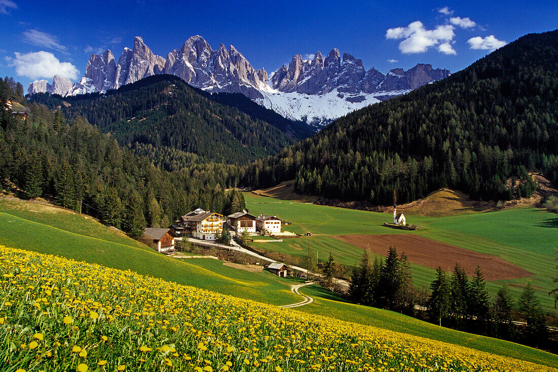 Löwenzahnwiese, Blick zu den Geisler Spitzen, Villnößtal, Dolomiten, Südtirol, Italien