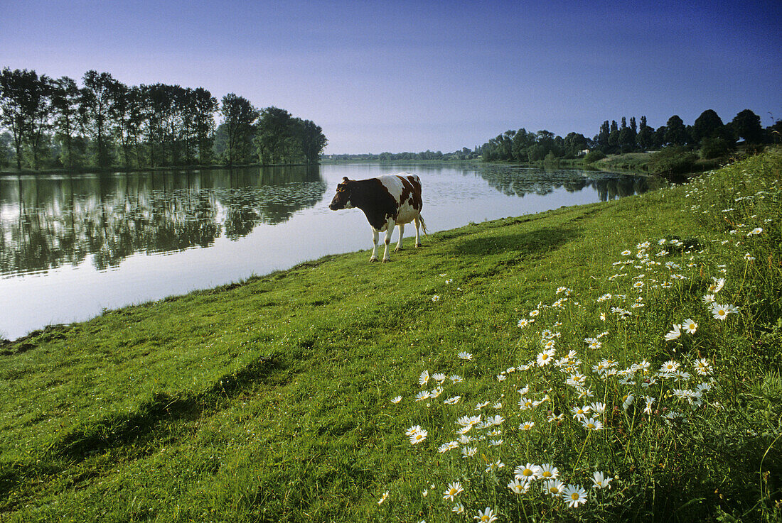 Kuh am Flussufer, Birtener Altrhein bei Xanten, Niederrhein, Nordrhein-Westfalen, Deutschland