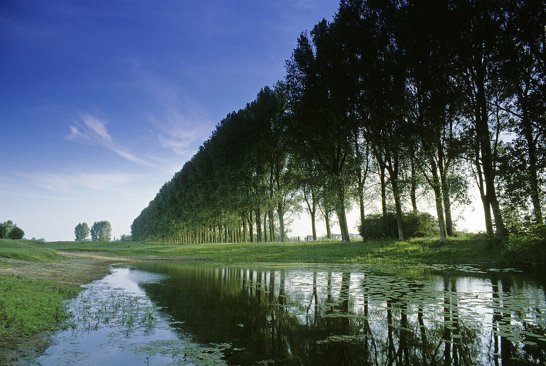 Poplars in a row at a pond, near Wardhausen, Lower Rhine Region, North Rhine-Westphalia, Germany