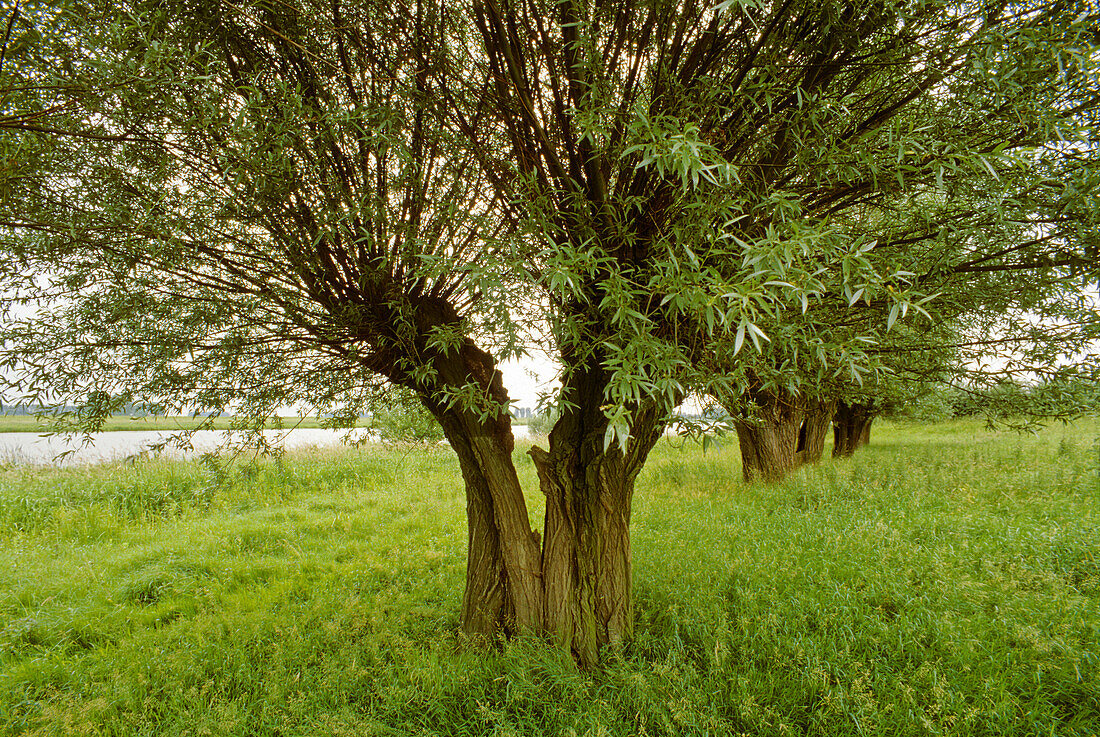 Pollarded willow on the island of Bislich, near Xanten, Lower Rhine Region, North Rhine-Westphalia, Germany