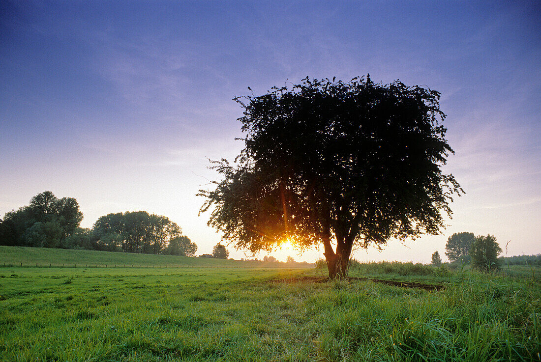 Baum im Abendlicht, am Griethausener Altrhein bei Kleve, Niederrhein, Nordrhein-Westfalen, Deutschland