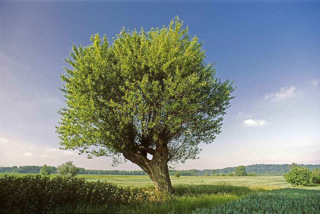 Pollarded willow on the island of Bislich, near Xanten, Lower Rhine Region, North Rhine-Westphalia, Germany