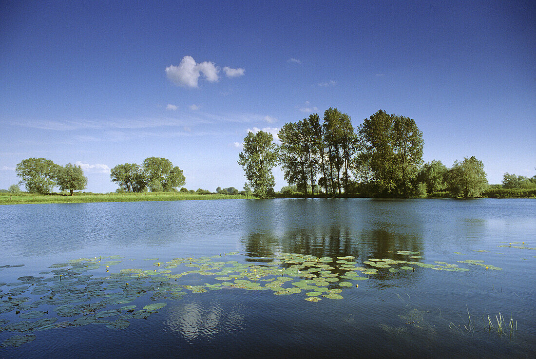 Pond with water lilies and poplars, near Kleve, Lower Rhine Region, North Rhine-Westphalia, Germany